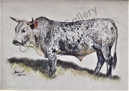 52. White bull , 54x43cm , brown frame